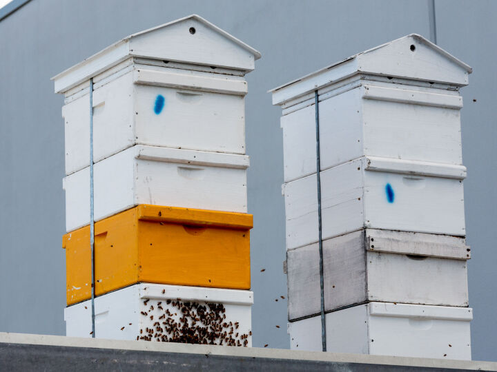 Hutchinson Honey Bees